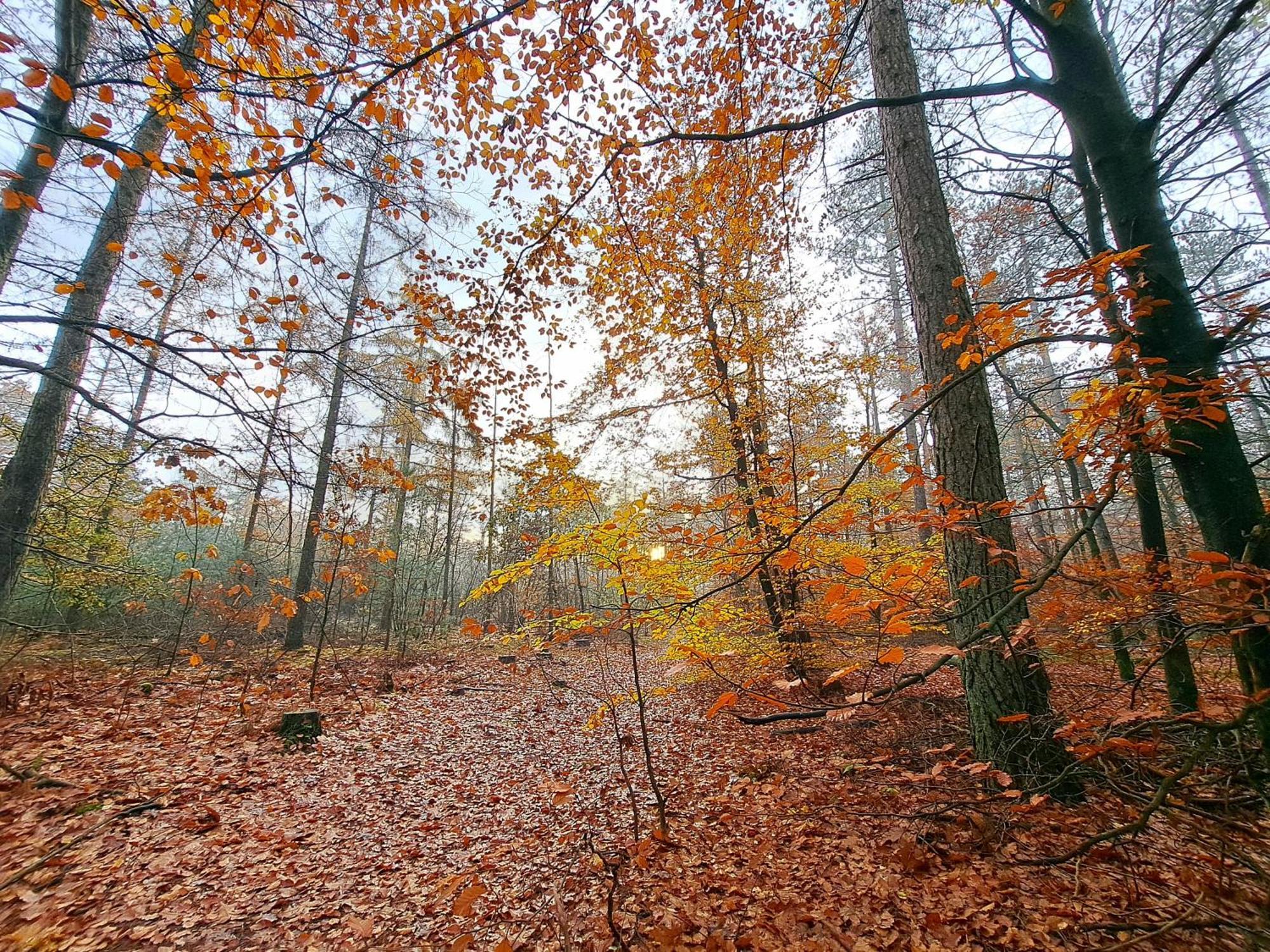 Ruim Chalet, Midden In Het Bos!